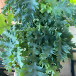 davana-fern-featured-pic