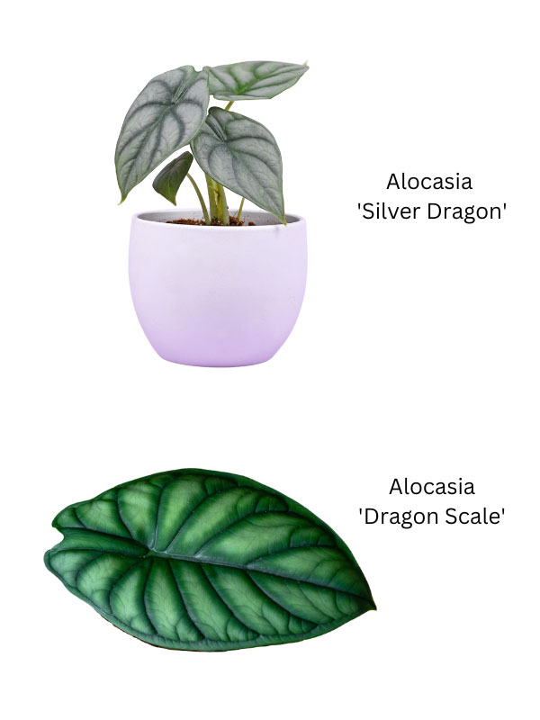 Alocasia Silver Dragon vs Dragón Escama