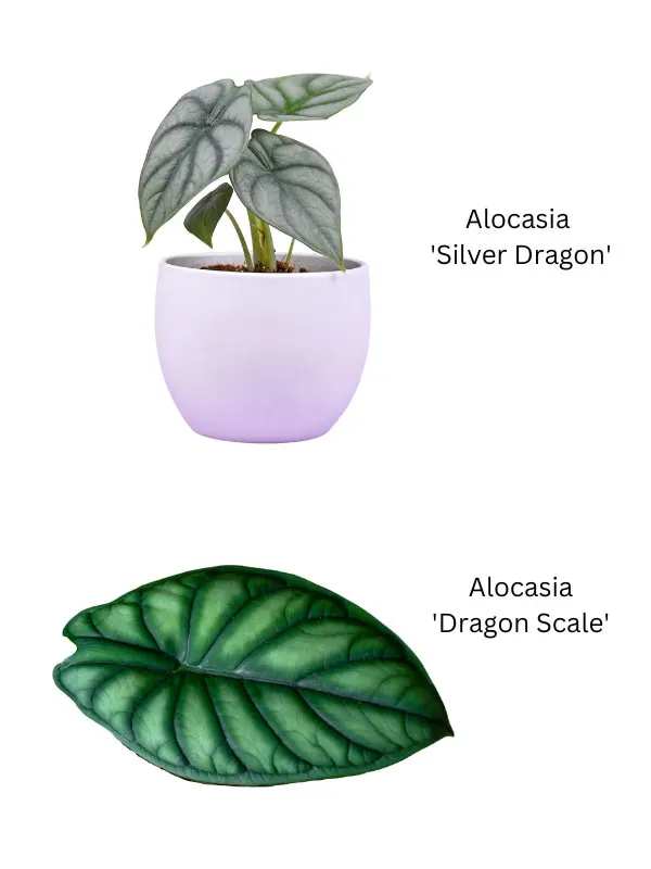 Alocasia-Silver-Dragon-vs-Dragon-Scale