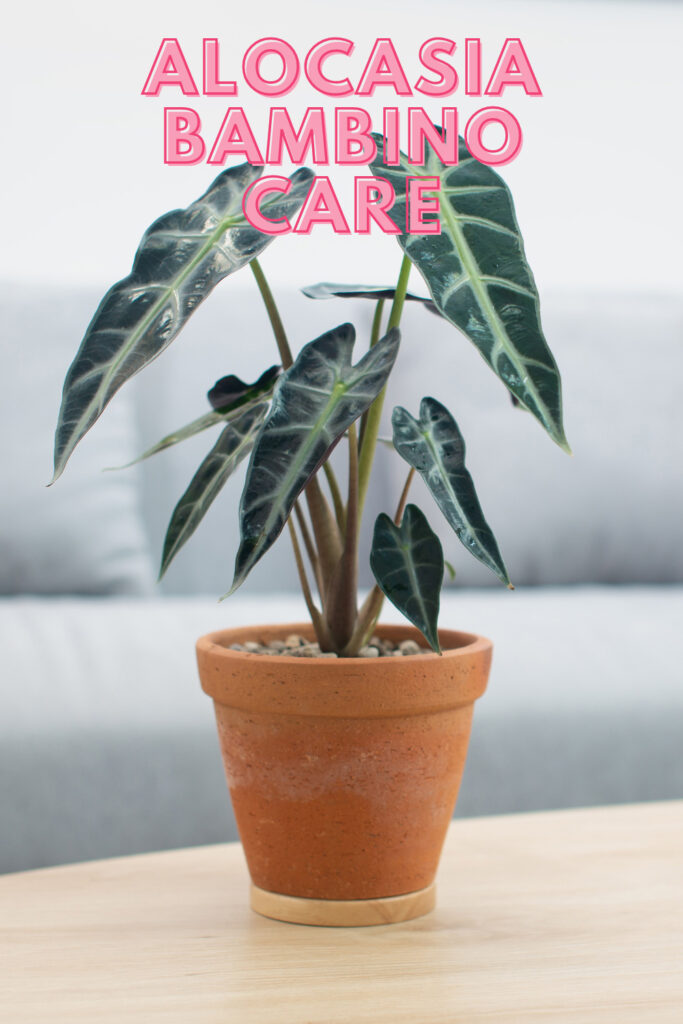 Alocasia-bambino-care