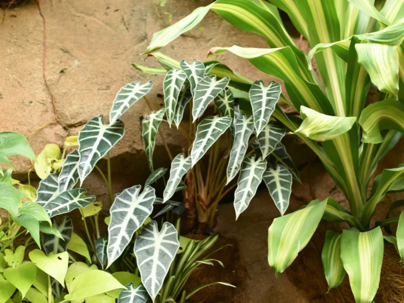 Alocasia-bambino-care