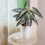 Alocasia Bambino: 7 Vital Care Tips For a Thriving Plant Alocasia-bambino-care