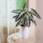 Alocasia Bambino: 7 Vital Care Tips For a Thriving Plant Alocasia-bambino-featured-photo