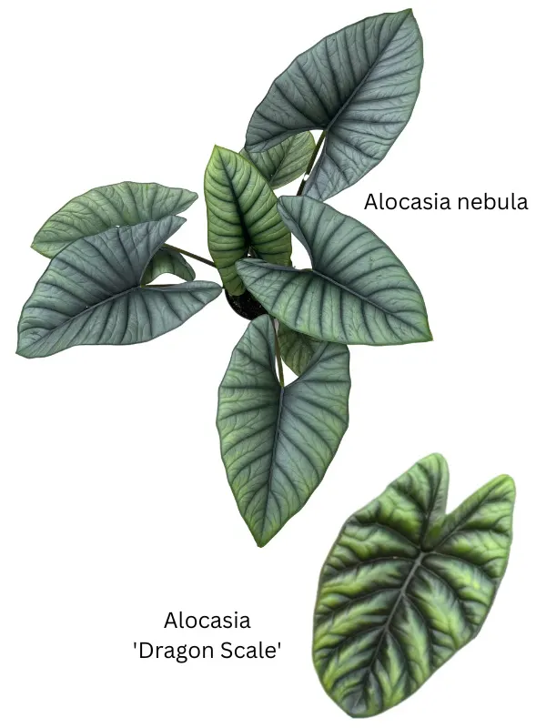 Alocasia-nebula-vs-dragon-scale