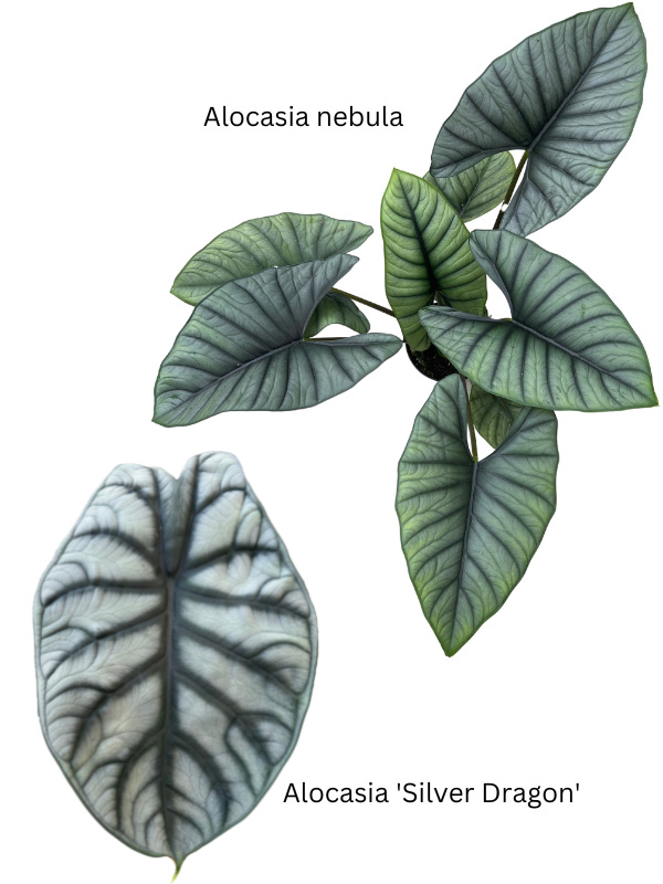 Alocasia-nebula-vs-silver-dragon