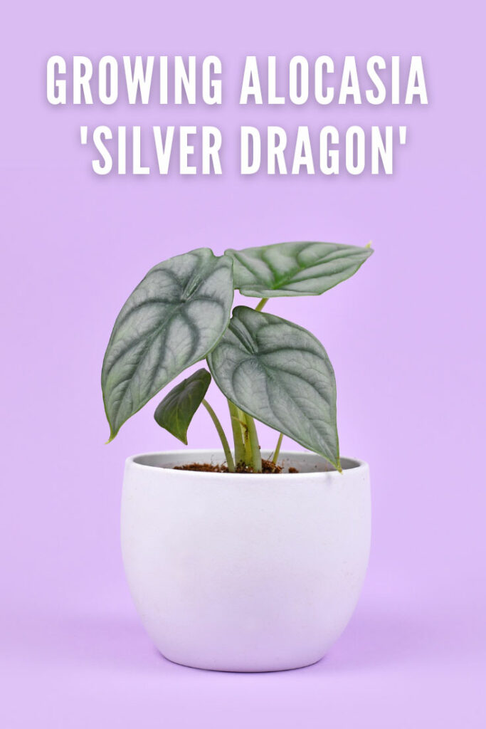 Alocasia-silver-dragon-baginda