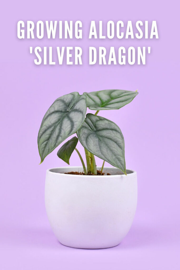 Alocasia Silver Dragon Baginda