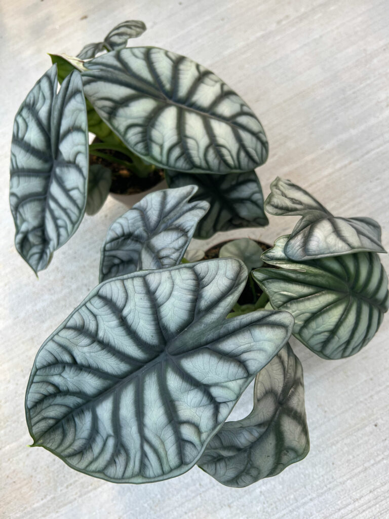 Alocasia Silver Dragon Baginda