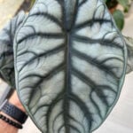 Alocasia Silver Dragon: 7 Tips to Grow this Stunning Beauty Alocasia-silver-dragon-baginda