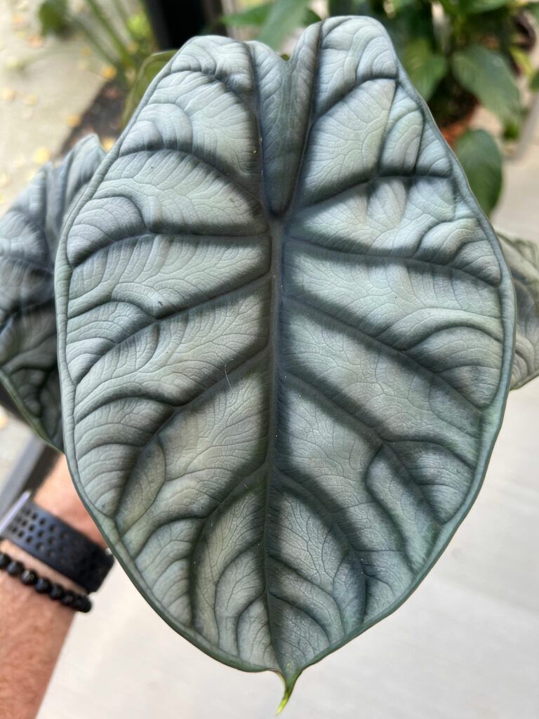 Alocasia Silver Dragon Baginda