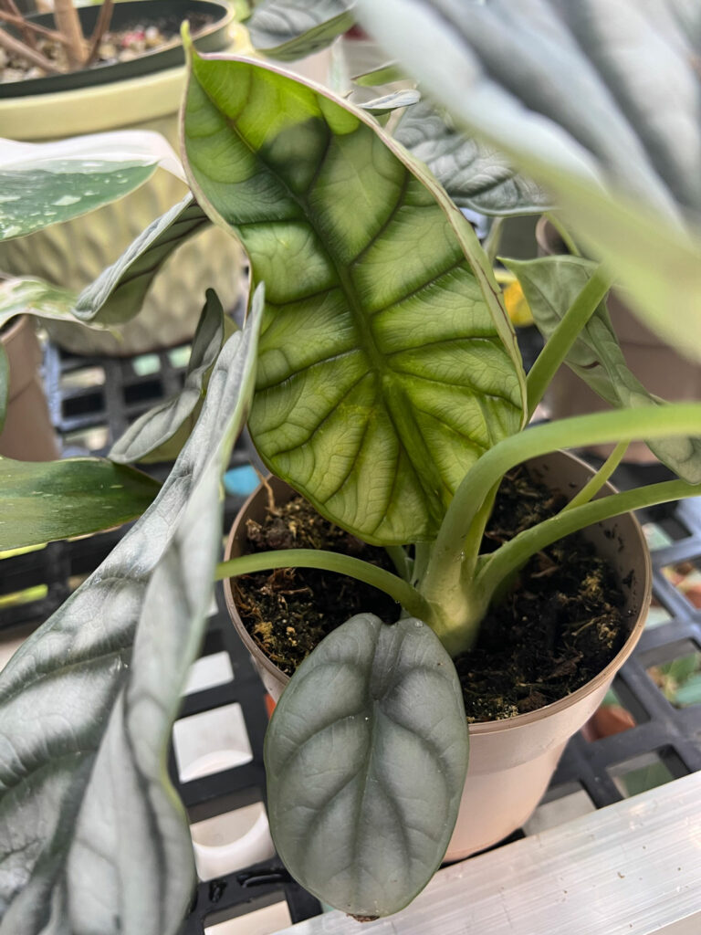 Alocasia Silver Dragon Baginda