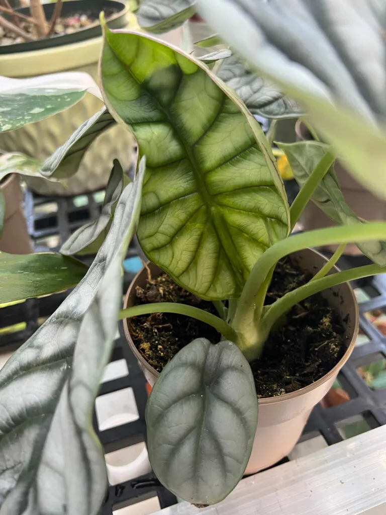 Alocasia-silver-dragon-baginda