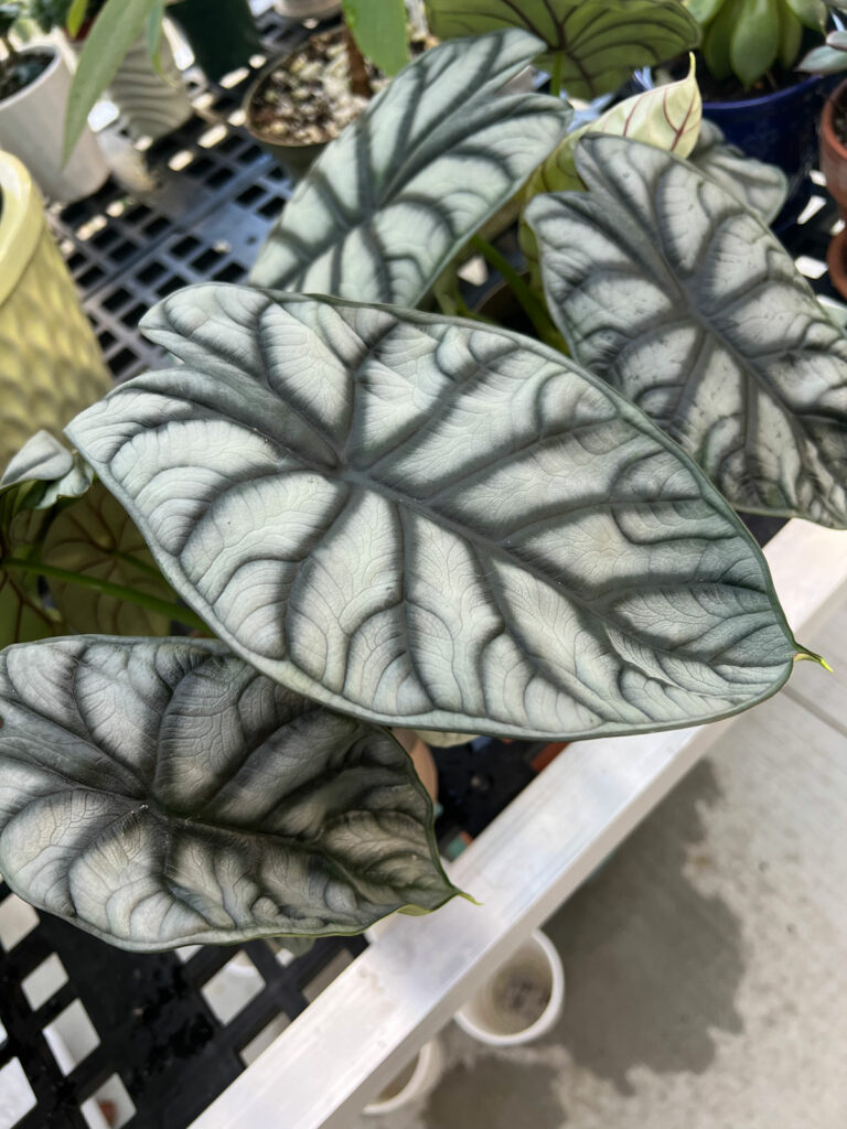 Alocasia Silver Dragon Baginda