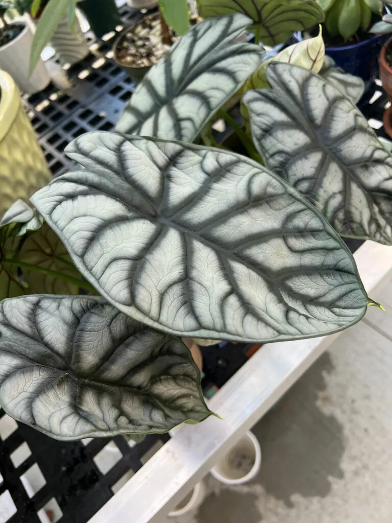 Alocasia-silver-dragon-baginda