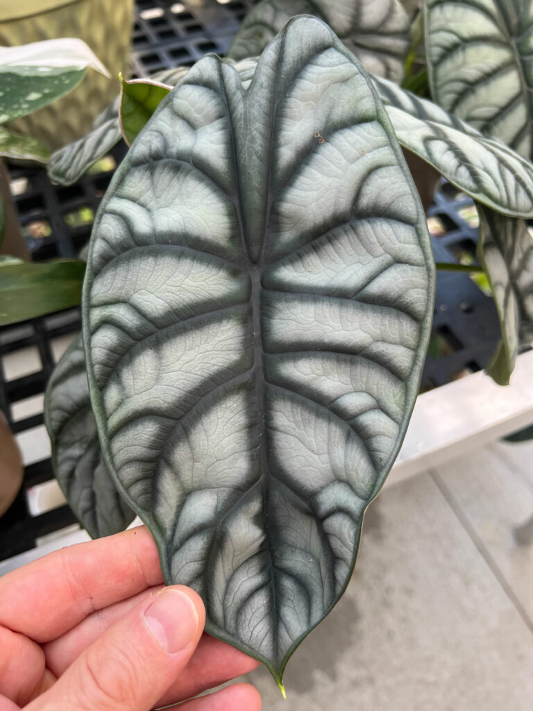 Alocasia Silver Dragon Baginda