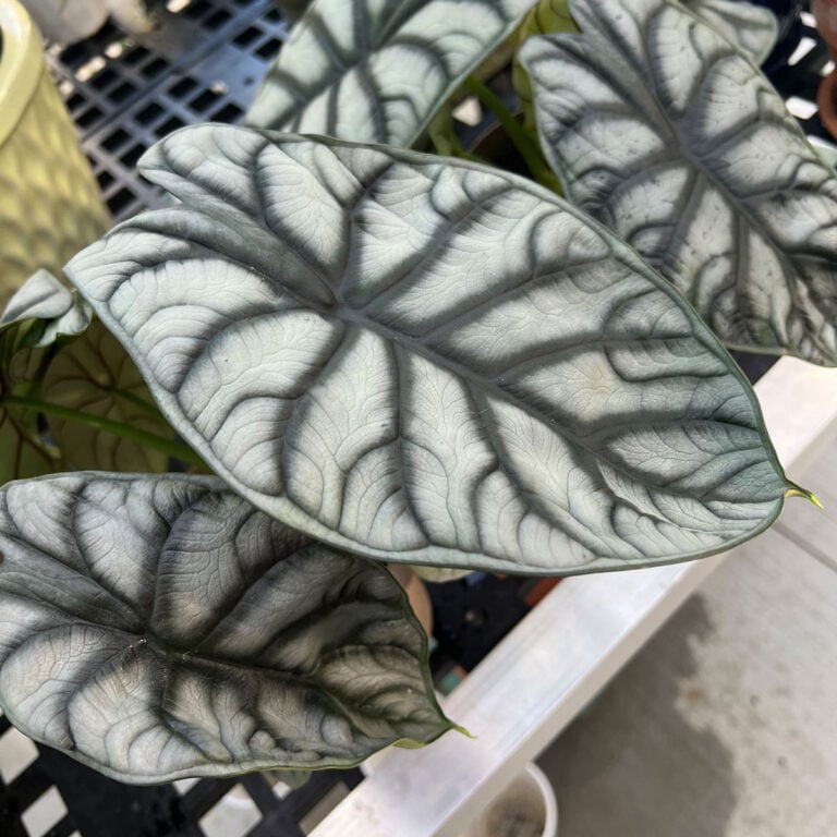 Alocasia Silver Dragon: 7 Tips to Grow this Stunning Beauty