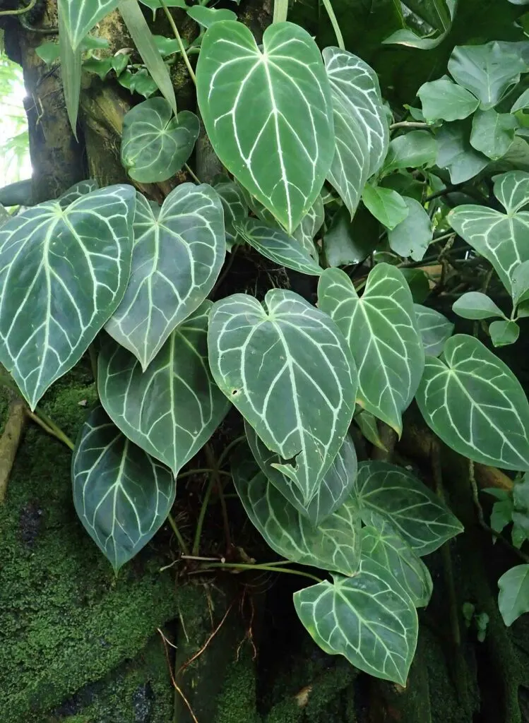 Anthurium-magnificum