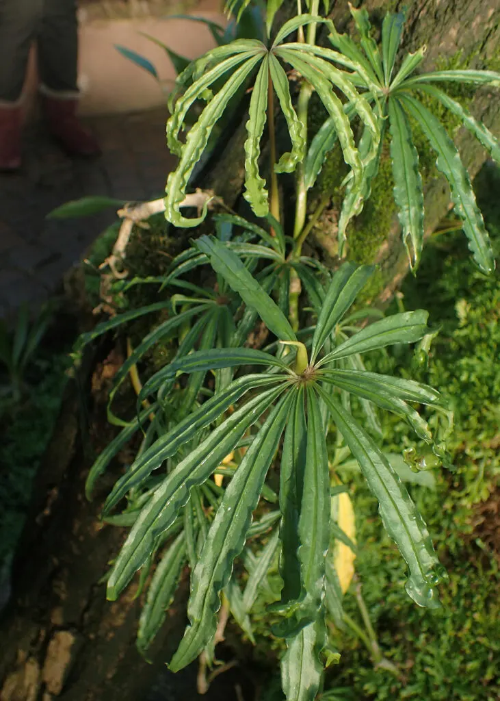 Anthurium-polyschistum