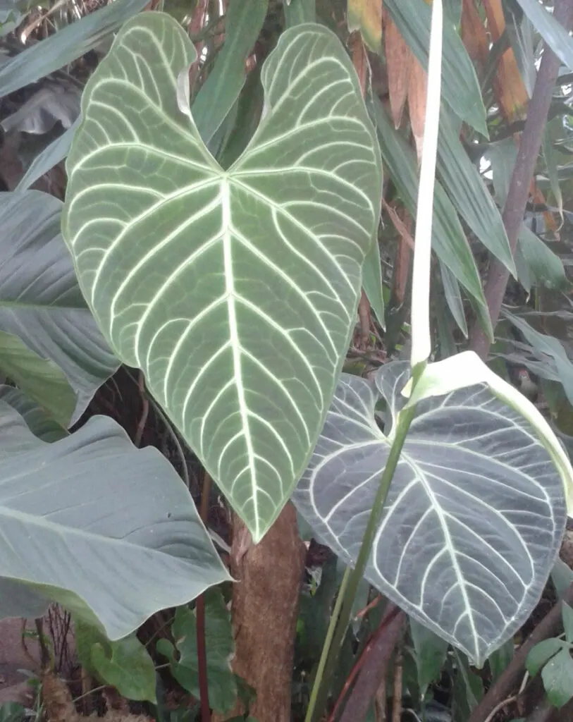 Anthurium-regale