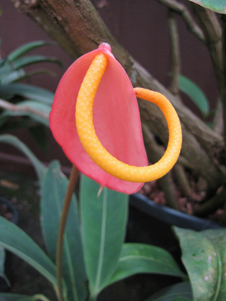 Anthurium-scherzerianum