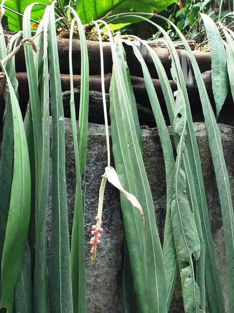 Anthurium-vittarifolium