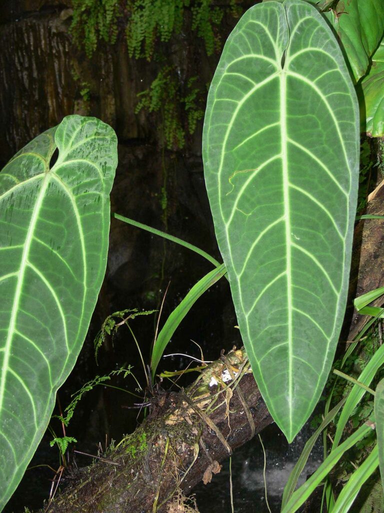 Anthurium-waroqueanum