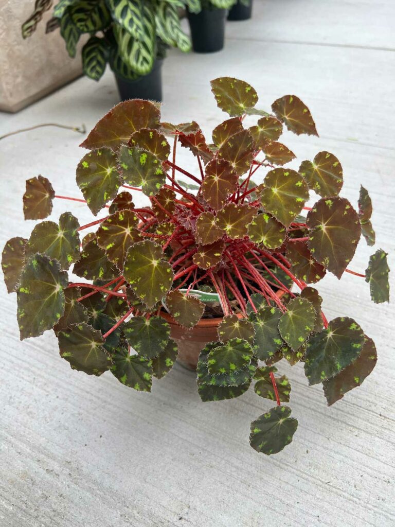 Begonia-Bower's-Black