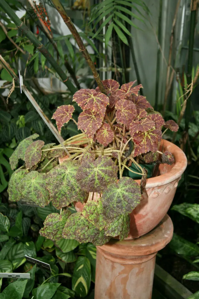 Begonia-Marmaduke