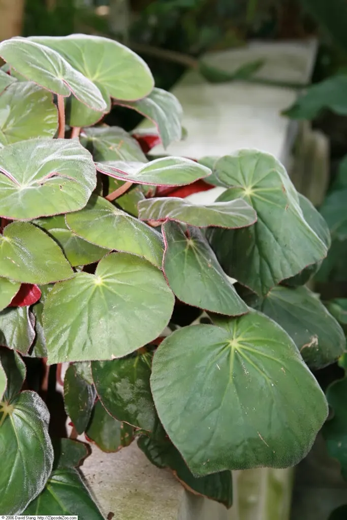 Begonia-acetosa