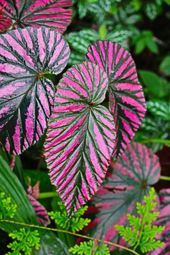 Begonia-brevirimosa