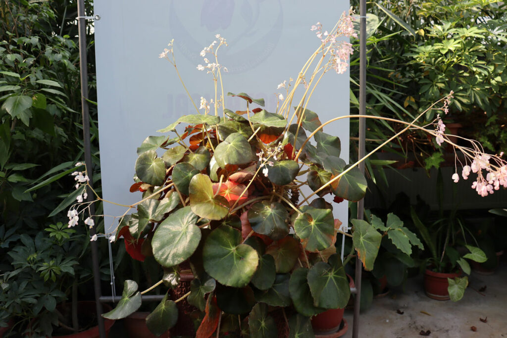 Begonia-erythrophylla-beefstake
