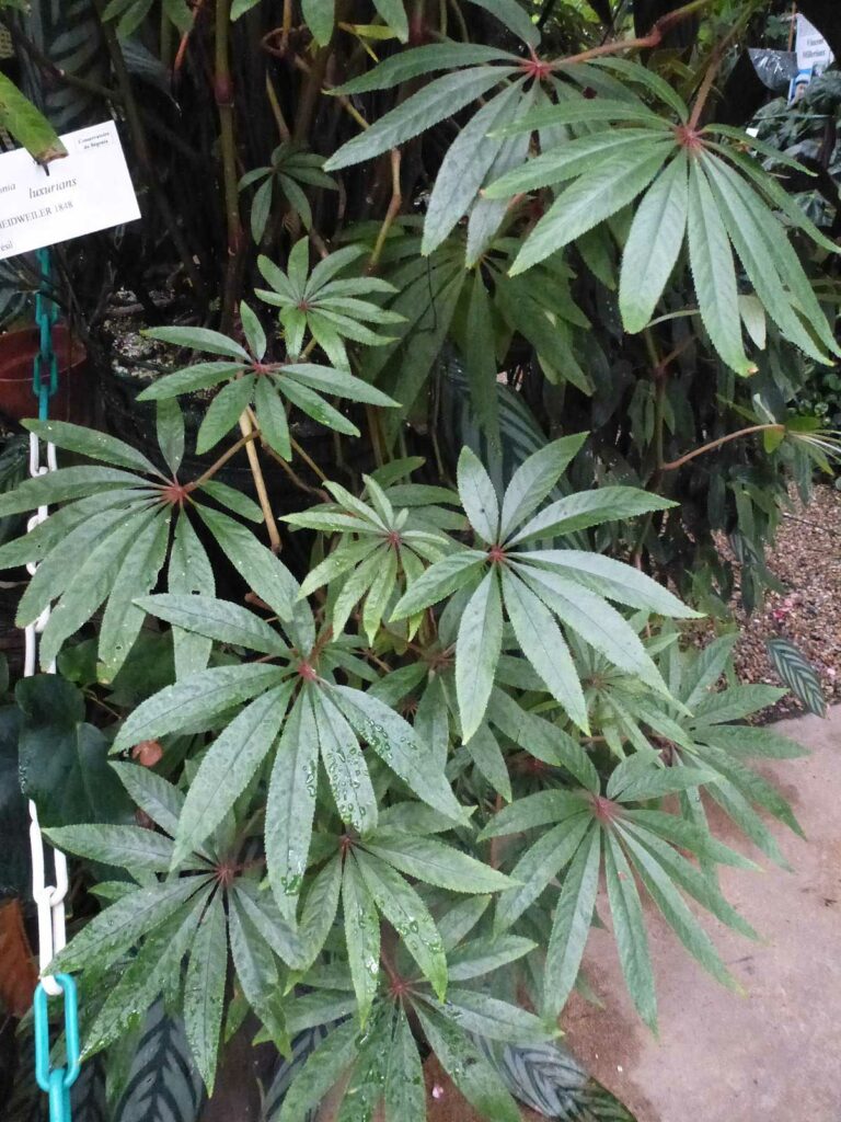 Begonia-luxurians