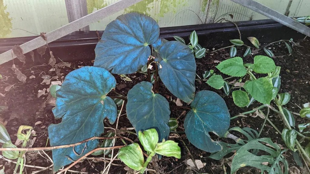 Begonia-pavonina-peacock