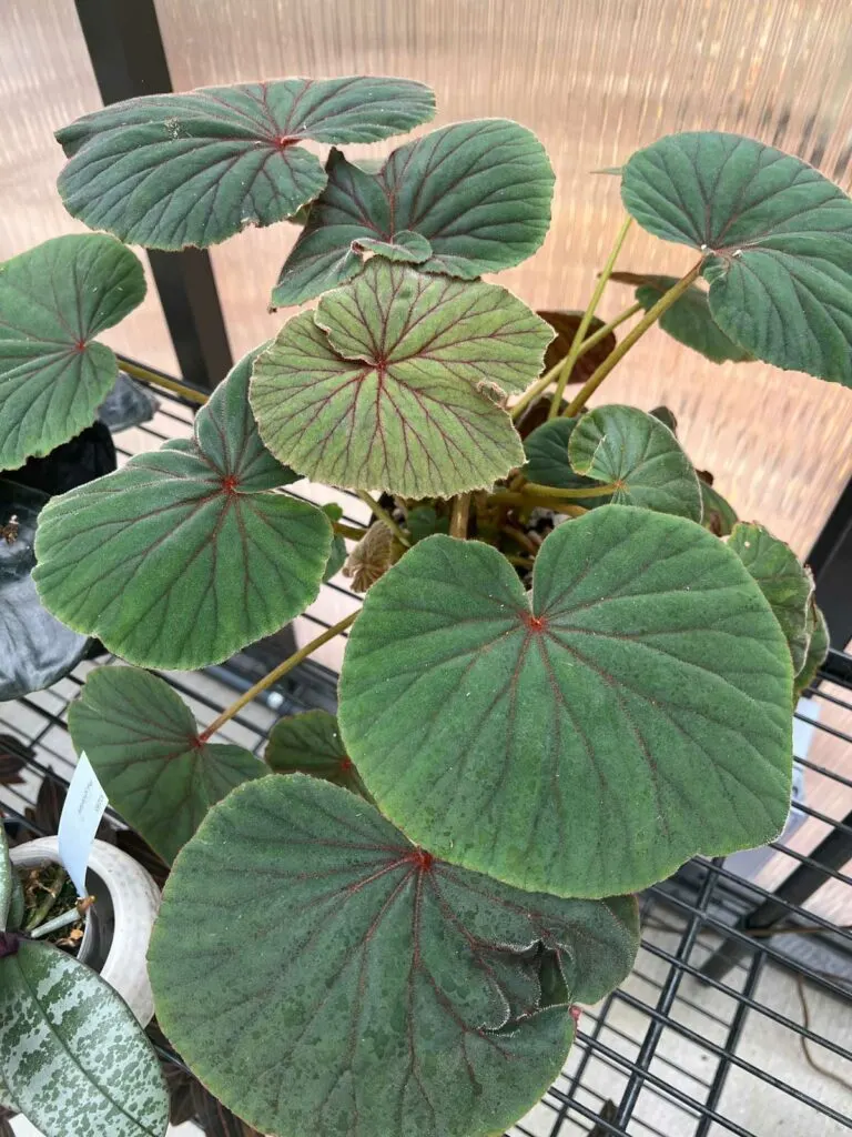 Begonia-sericoneura-var-lindleyana