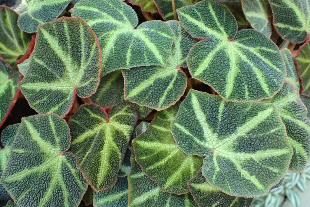 Begonia-soli-mutata