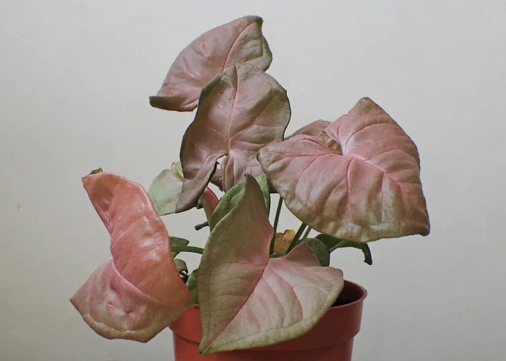 Syngonium-Pink-Allusion