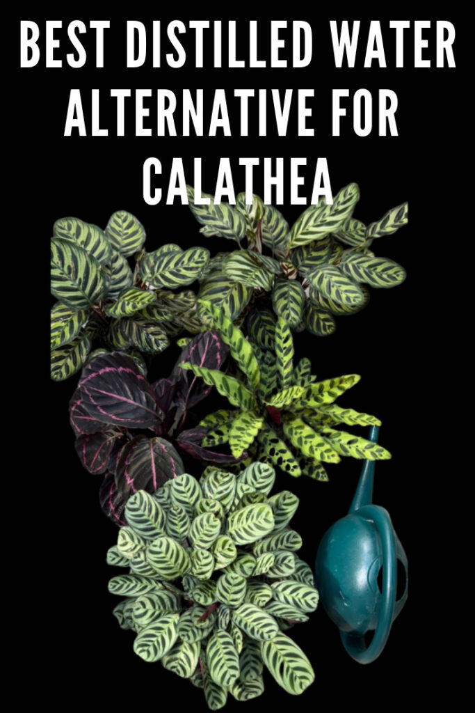 zero-water-filter-calathea-distilled