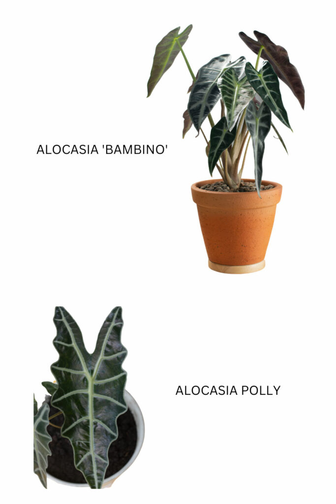 alocasia-bambino-vs-polly