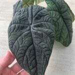 Alocasia melo: 7 Care Tips to Grow this Beauty from Borneo alocasia-melo