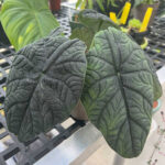 alocasia-melo-featured-photo