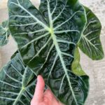 Best Soil for Alocasia: 3 Amazing Blends to Use alocasia-nairobi-night