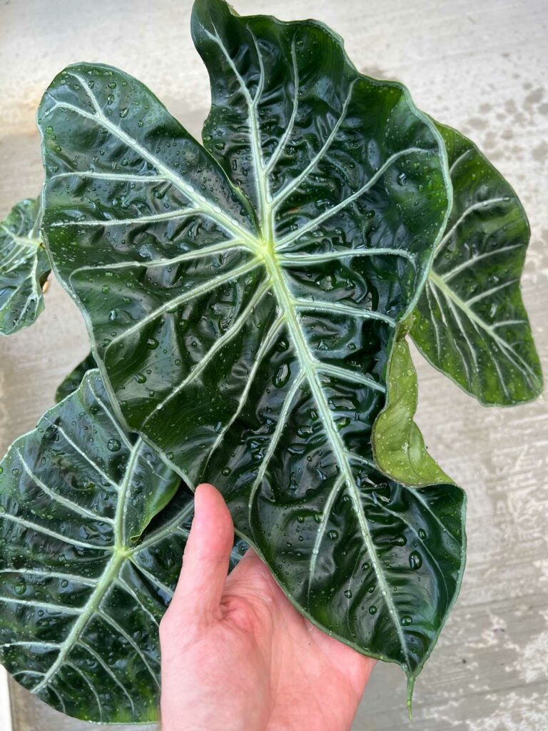 noche de alocasia-nairobi