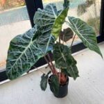Alocasia Nairobi Night: 7 Care Tips for a Thriving Plant alocasia-nairobi-night