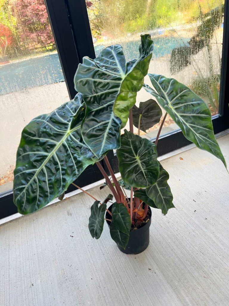 noche de alocasia-nairobi