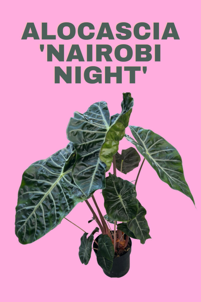 noche de alocasia-nairobi
