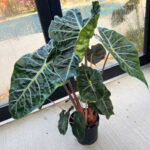 alocasia-nairobi-night-featured-photo