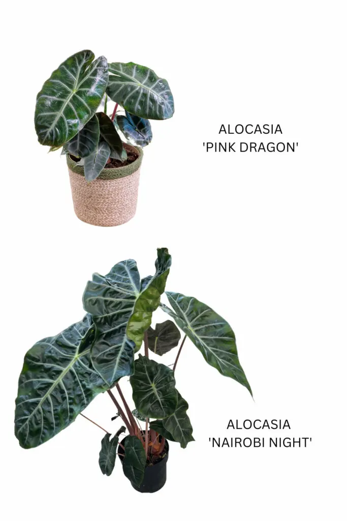 alocasia-nairobi-night-vs-pink-dragon