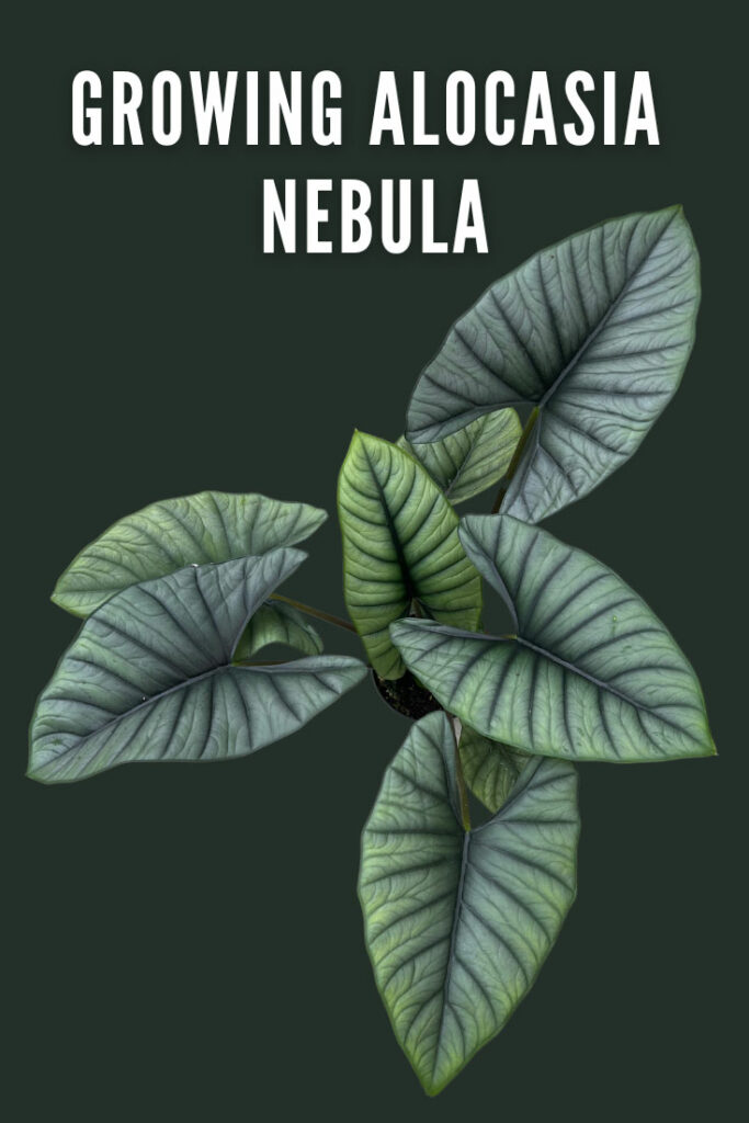 alocasia-nebula