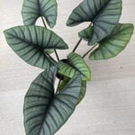 Alocasia nebula: 7 Vital Care Tips for this Stunning Aroid alocasia-nebula