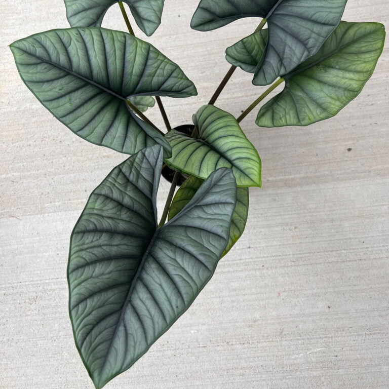Alocasia nebula: 7 Vital Care Tips for this Stunning Aroid